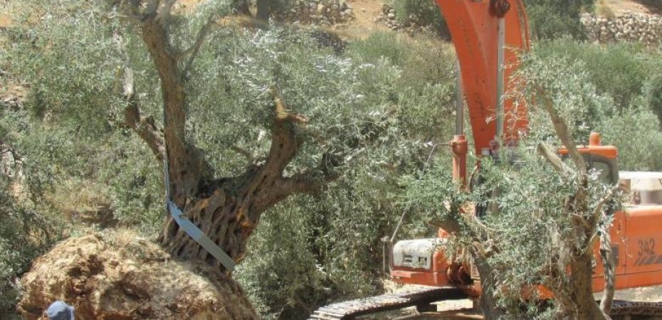 Les forces israéliennes rasent des  terres et déracinent des dizaines d’oliviers près d’Hébron