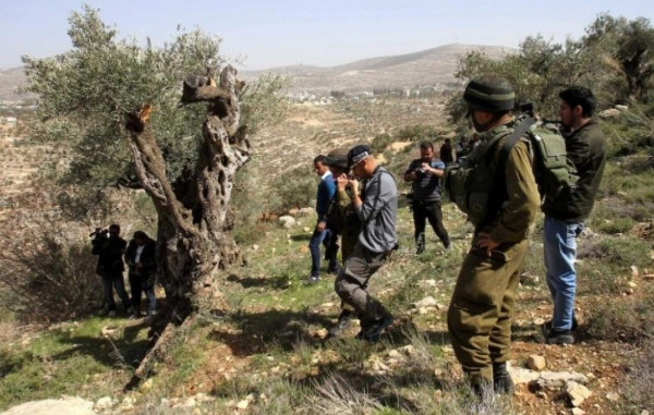 Jérusalem : l’occupation déracine 50 oliviers  