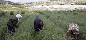 Une ONG agricole palestinienne choquée et attristée par la décision du gouvernement néerlandais de mettre fin au financement