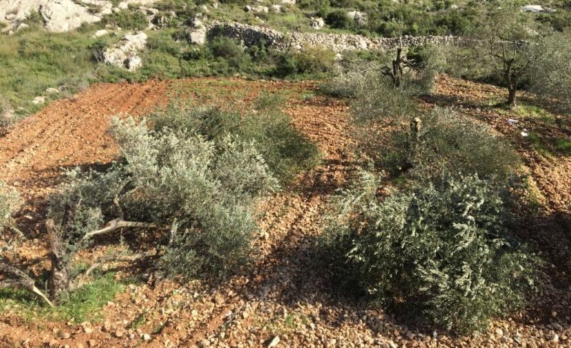 Au seuil de la saison des olives, les colons israéliens déracinent 40 oliviers à Salfit