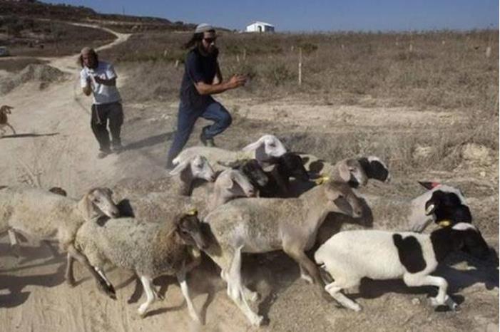 Trois civils palestiniens blessés par les colons près de Jéricho