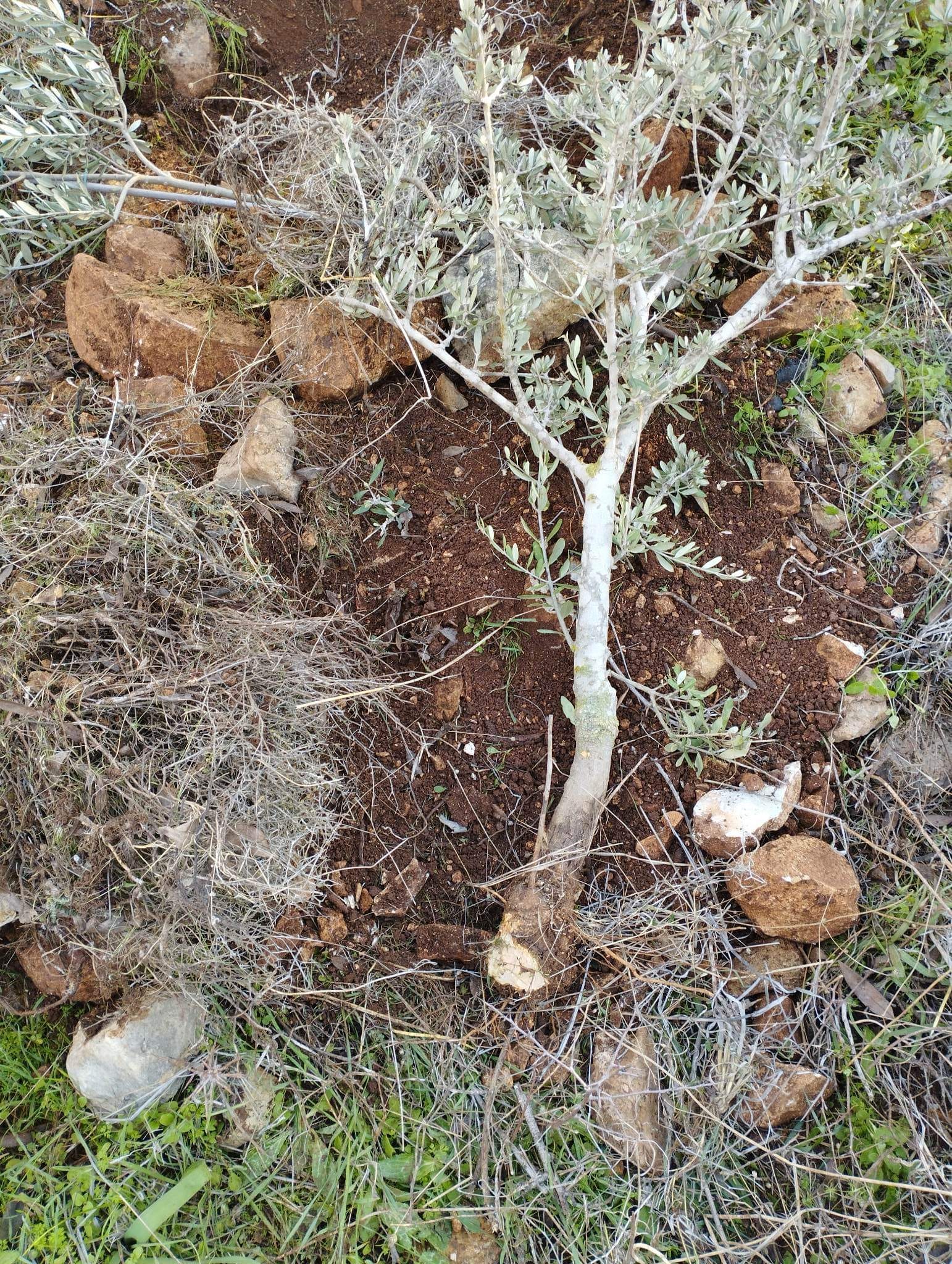 Des colons israéliens vandalisent des plants d'oliviers et de vignes nouvellement plantés à Bethléem