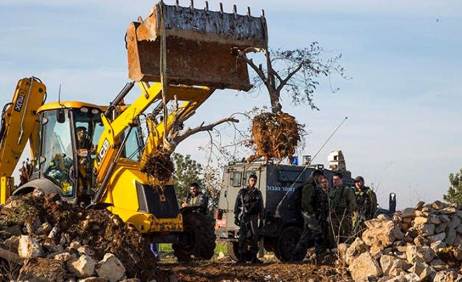 Les forces d’occupation déracinent 50 oliviers et détruisent deux baraques à Bethléem