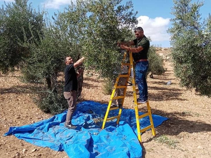 Des bénévoles et des militants étrangers participent à la récolte des olives à Masafer Yatta