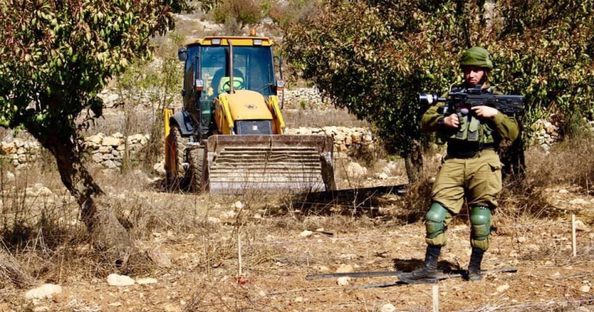 L'occupation endommage des arbres à Salfit 