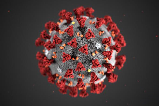 19 décès et 1255 cas de Coronavirus dans les territoires palestiniens occupés  