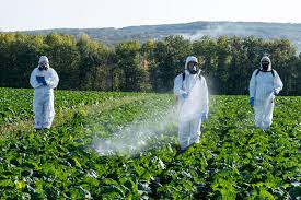 Des documents  révèlent: Les cultures du village d'Aqraba pulvérisées avec des pesticides toxiques par l’occupation