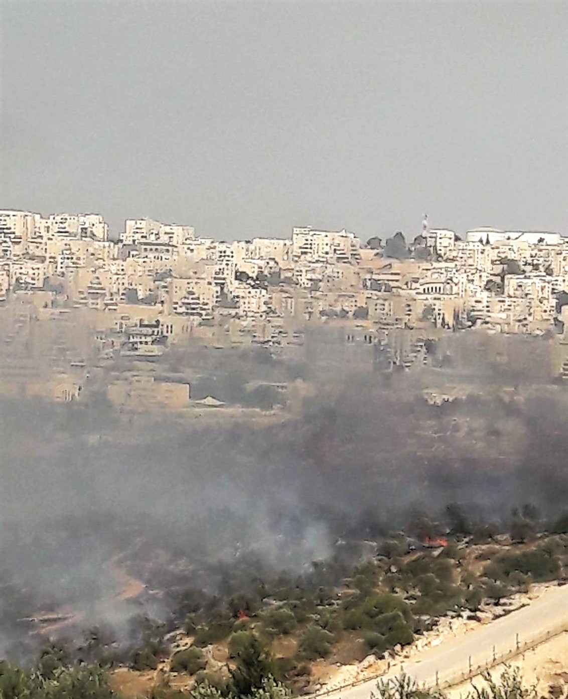 Un colon juif met le feu à des centaines d'oliviers à Ramallah