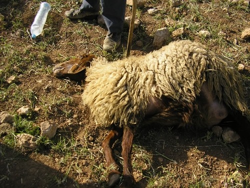 Un colon écrase un troupeau de moutons au sud d'Hébron