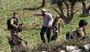 L'armée israélienne d'occupation déracine des plants d'oliviers et d'amandiers à l'ouest de Bethléem