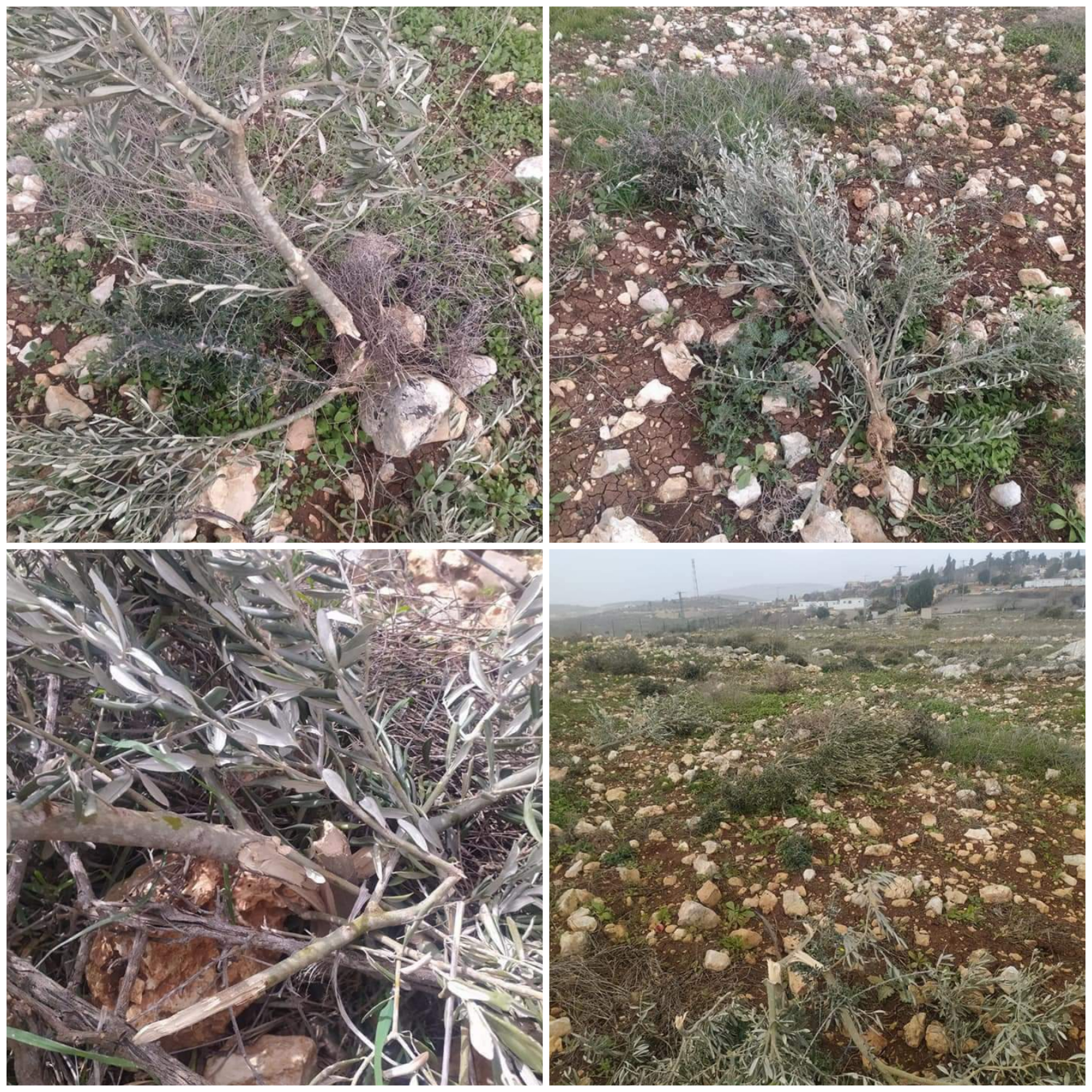 Environ 40 oliviers et 50 plants de raisins déracinés par des colons israéliens à Salfit 
