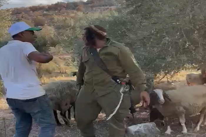 Des colons attaquent des agriculteurs alors qu'ils cueillaient des olives  à l'est de Tulkarem