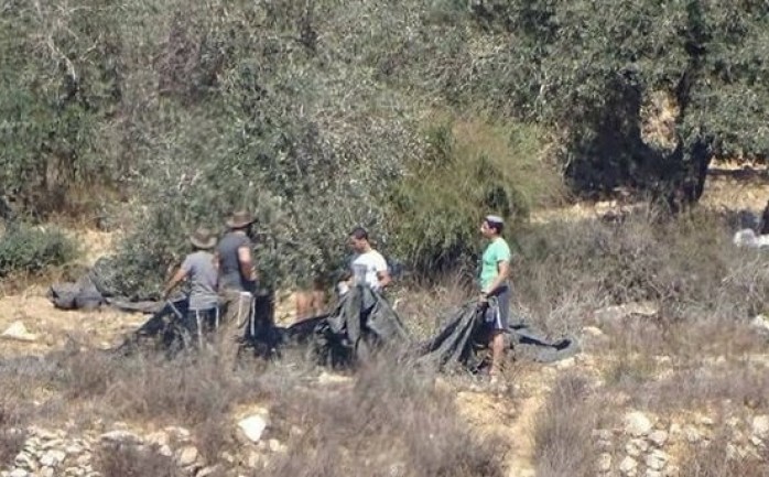 A l'approche de la saison des olives, des colons volent des récoltes d’oliviers au sud de Naplouse