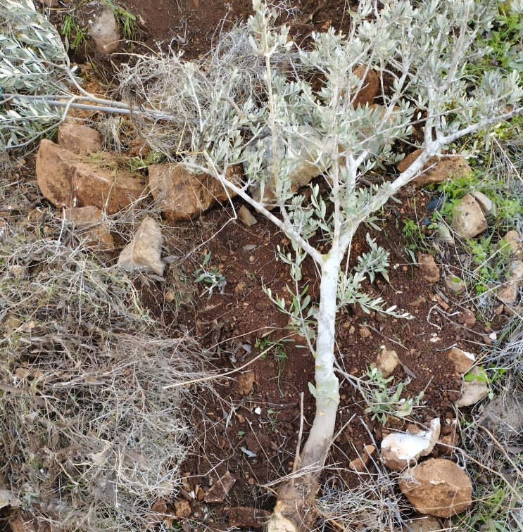 Des colonisateurs israéliens déracinent des plants d'oliviers au sud-ouest de Jénine