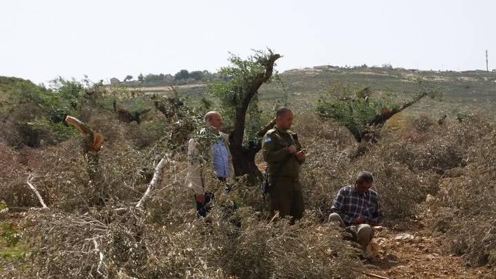 Démolition des chaînes de pierres et déracinement 2000 oliviers à l'ouest de Salfit