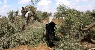 Une condamnation internationale du meurtre de la citoyenne Abu Salama par l'occupation, alors qu'elle cueillait des olives