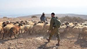 Les forces israéliennes arrêtent trois bergers à Masafer Yatta, au sud d’Hébron