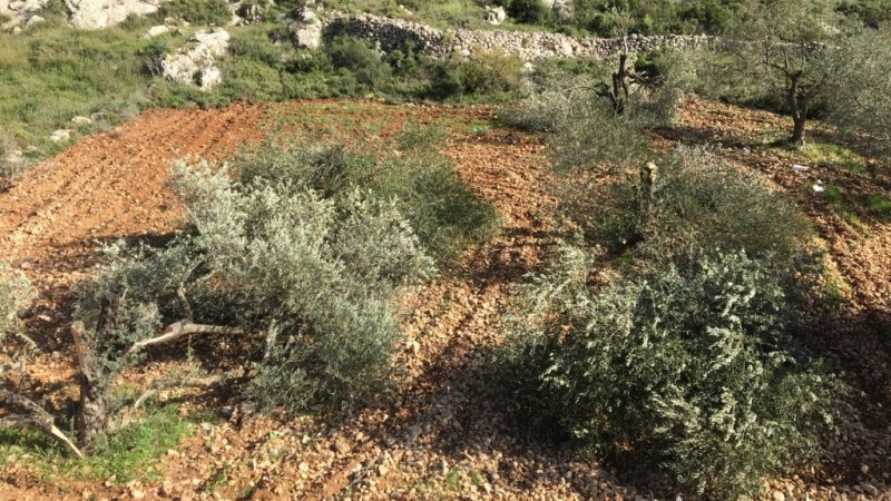 Les colons déracinent 120 plantes d’olives près de Naplouse  
