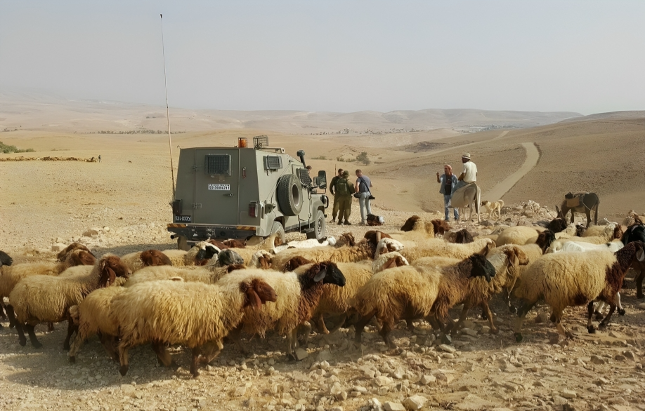 Des colons israéliens empêchent les bergers palestiniens de paître dans le nord de la vallée du Jourdain