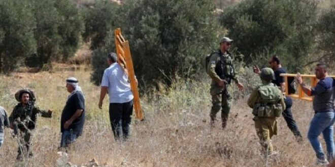 Commission de résistance contre le mur d’apartheid et la colonisation : 407 violations contre les cueilleurs d’olives