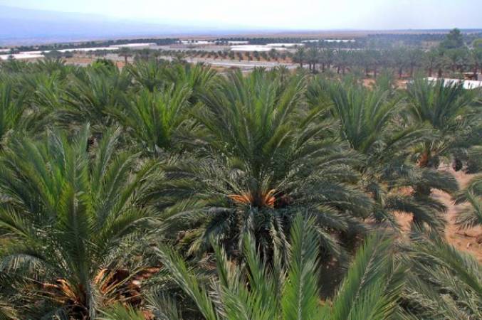 Les forces d'occupation déracinent les plants de palmiers dans la vallée du Jourdain