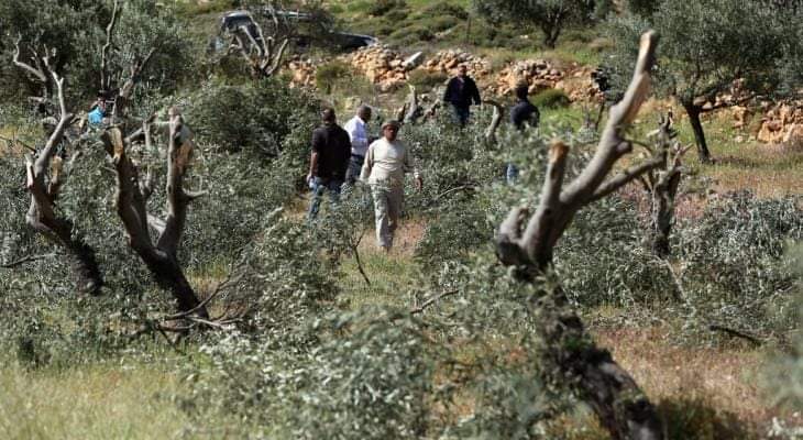 L'occupation endommage des arbres au nord de Bethléem 