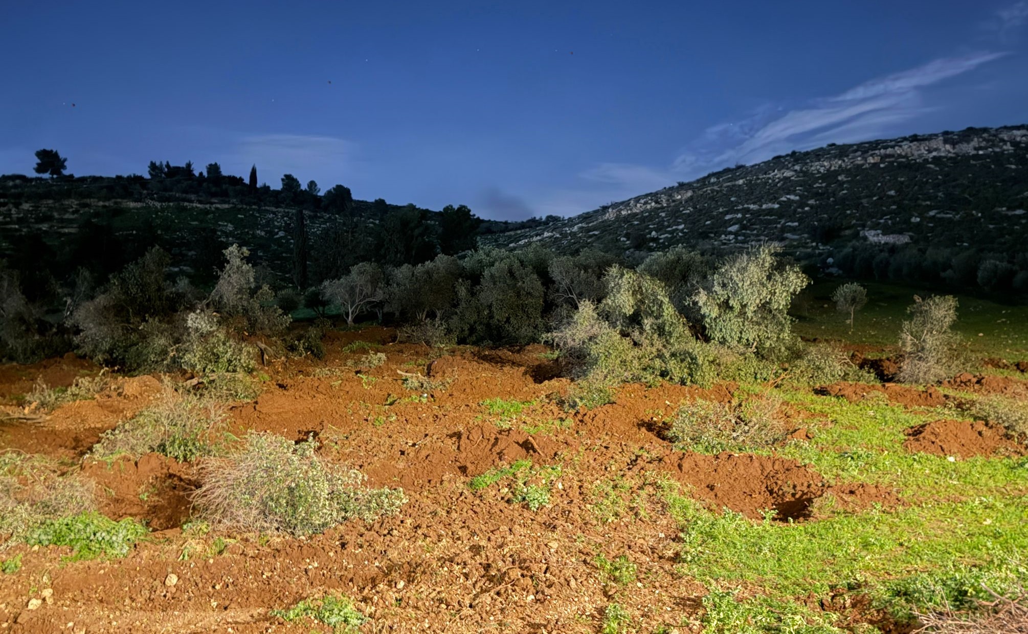 Les forces israéliennes s'emparent des terres agricoles et déracine les oliviers à Beit Kahil