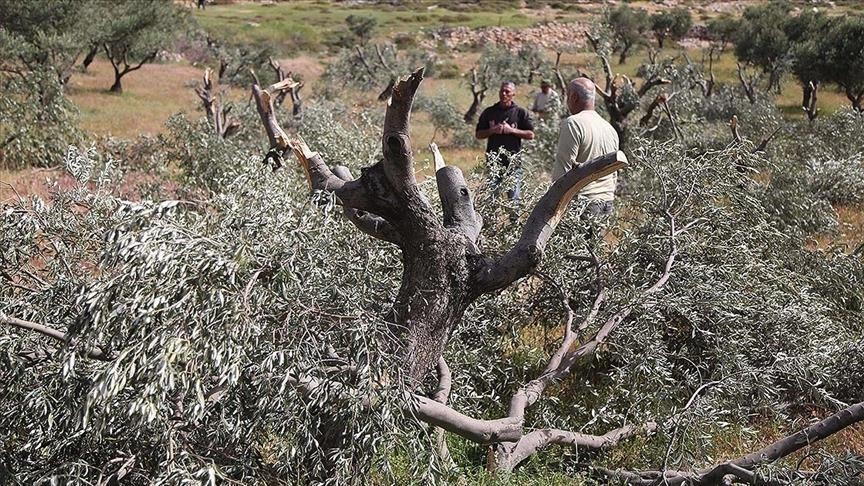 Salfit : les forces de l’occupation déracinent des centaines d’oliviers 