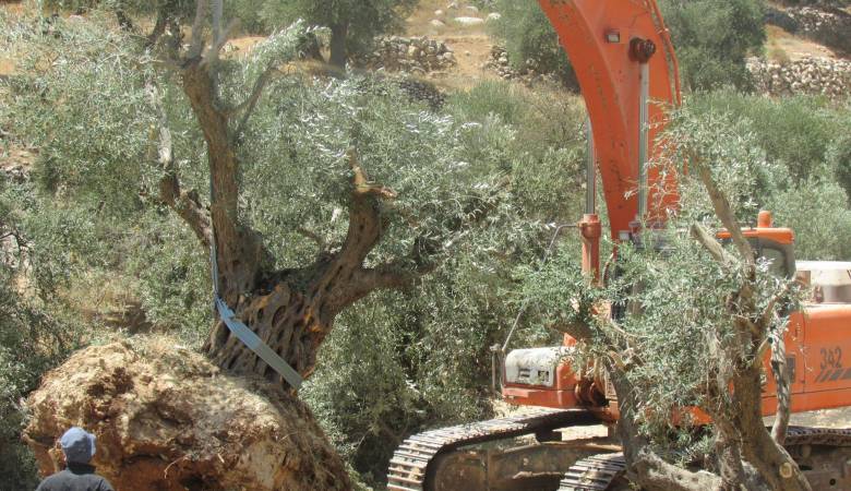 Les bulldozers israéliens déracinent des oliviers à Ramallah  