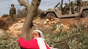 L'armée israélienne détruit 20 hectares et déracine 150 arbres à l'ouest de Salfit