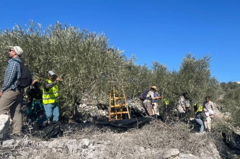 L'occupation et ses colonialistes attaquent des agriculteurs et des volontaires, à l'est de Tulkarem