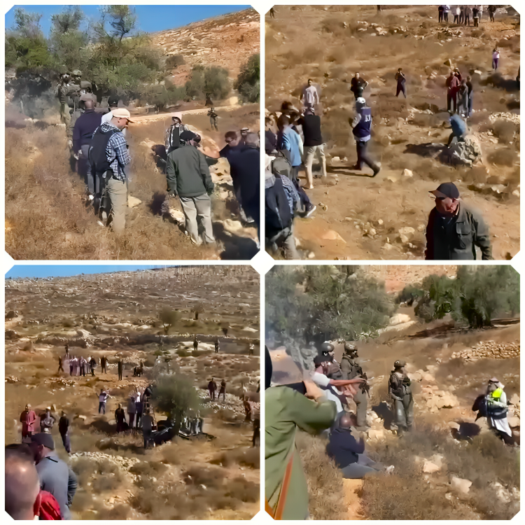 Les soldats et des colons israéliens attaquent un évènement de soutien aux cueilleurs d’olive à Ramallah