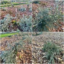 Les forces israéliennes déracinent des dizaines de jeunes plants de vigne au sud de Bethléem