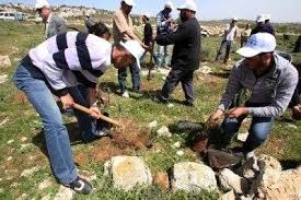 Des militants plantent des plants d'oliviers sur des terres menacées de saisie à l'ouest de Bethléem