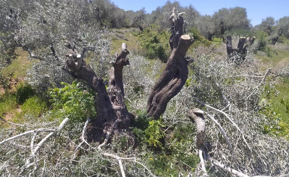 Des colons coupent 100 oliviers et démoli une serre agricole à Bethléem