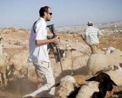 Des colons attaquent un troupeau de moutons à l'est de Bethléem