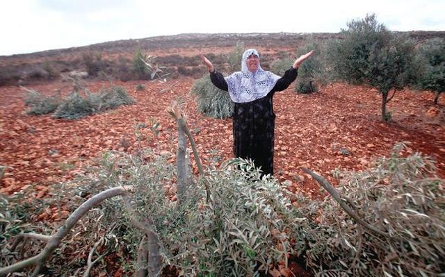  Des colons déracinent des arbres d'oliviers à l'est de Yatta au sud d'Hébron