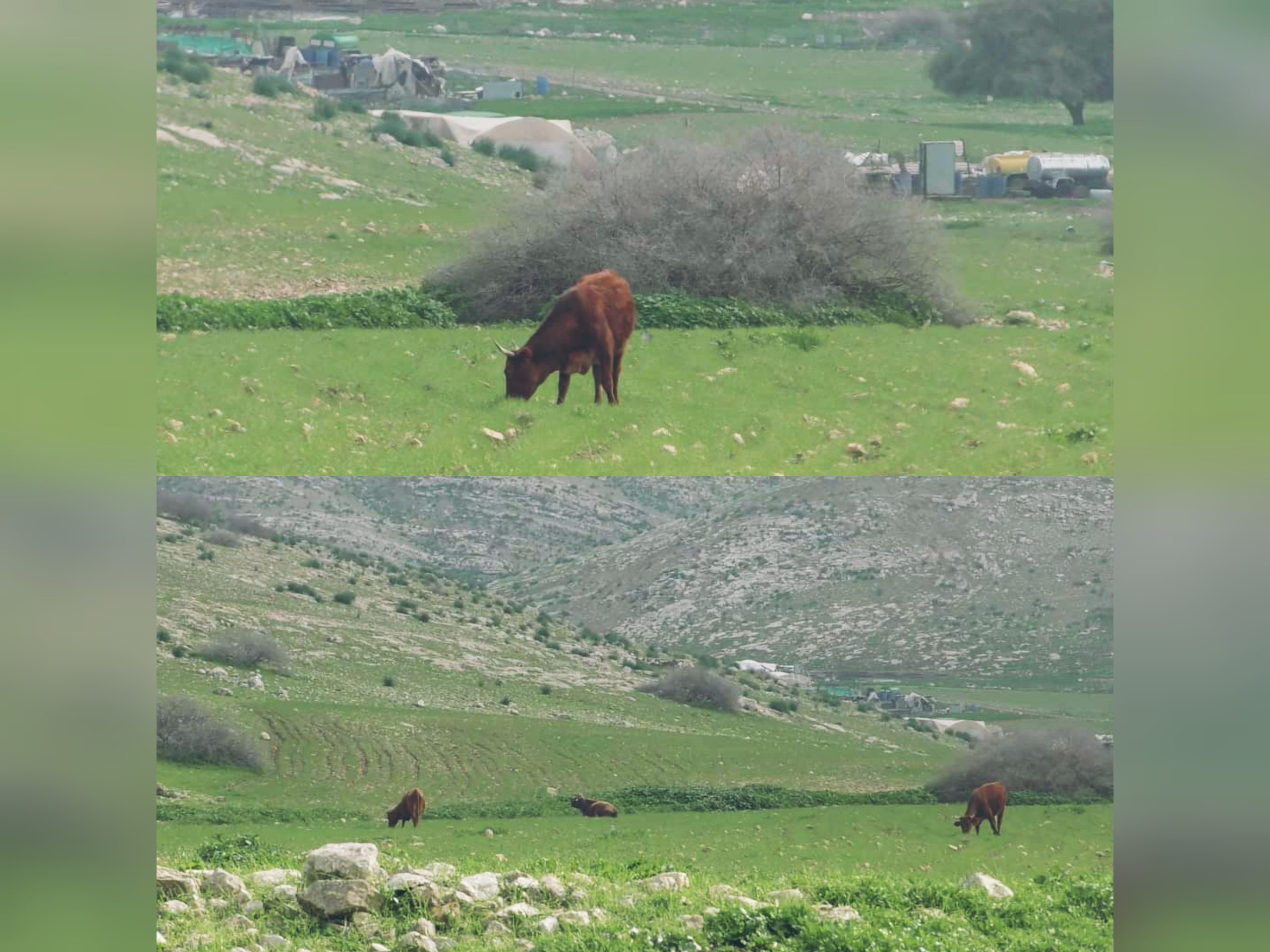 Les vaches de colons paissent les récoltes Palestiniennes dans les vallées du Jourdain