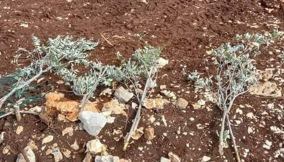 Cisjordanie: les colons déracinent des oliviers et installe une clôture sur les terres des citoyens 