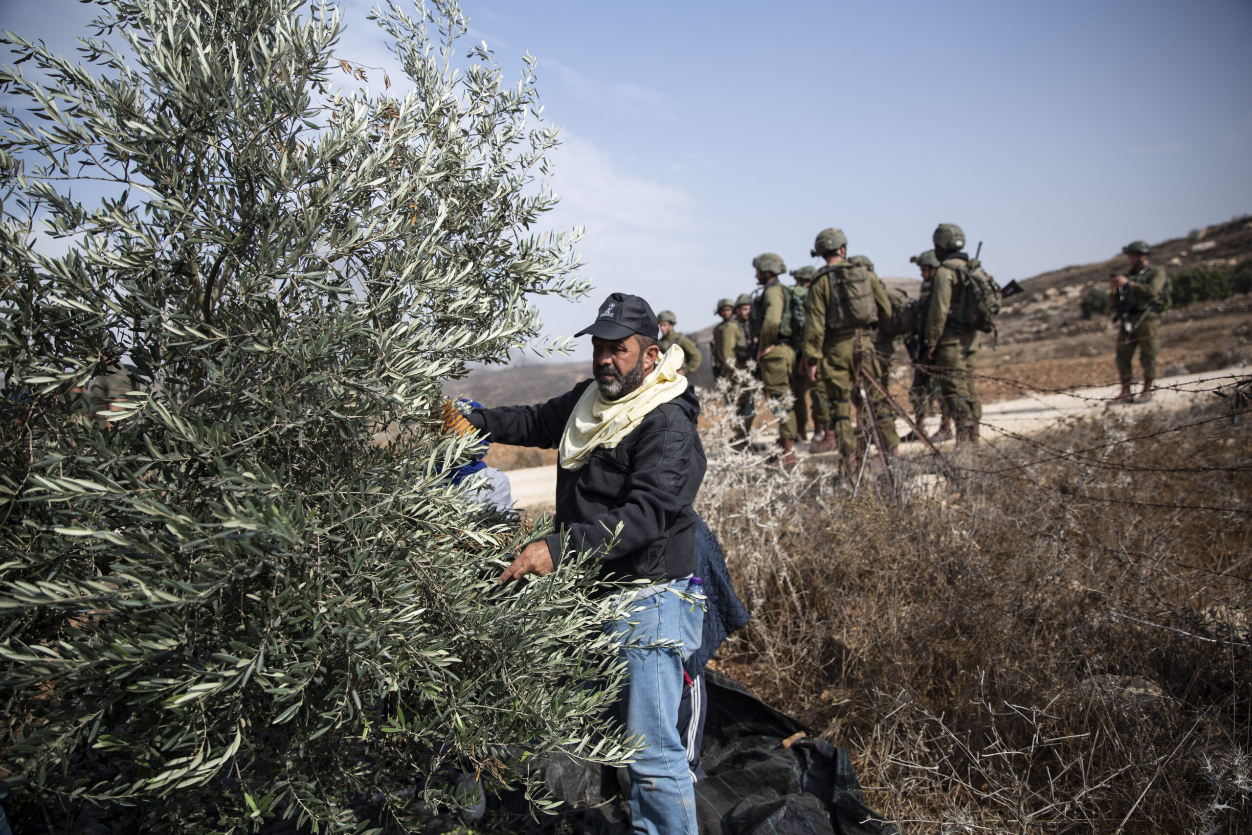 Naplouse : des gangs de colons attaquent les cueilleurs d’olives  