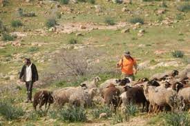 Les colons ravagent  les cultures agricoles en faisant paître  leur bétail au sud d'Hébron