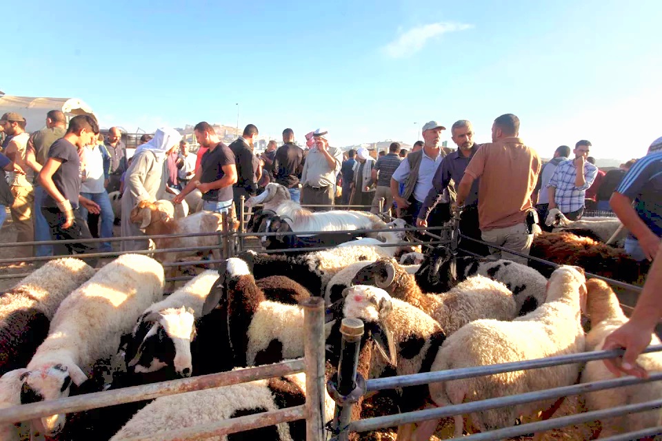 L'armée d’occupation ferme le marché aux bestiaux d’Hébron