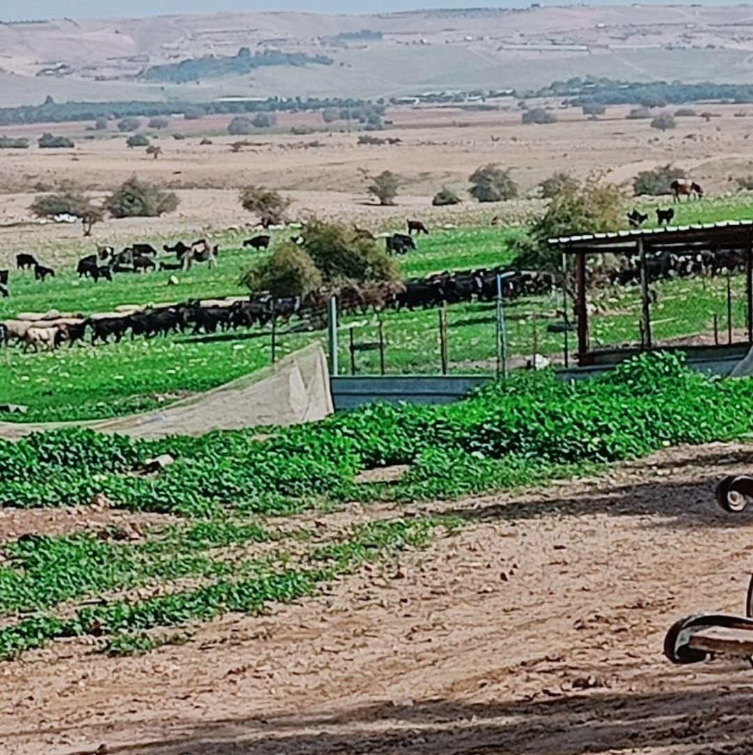  Jéricho : l'occupation et les colons envahissent le village et arrêtent trois civils 