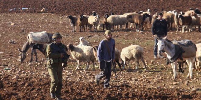 Des colons israéliens forcent les bergers palestiniens d’évacuer leurs pâturages 