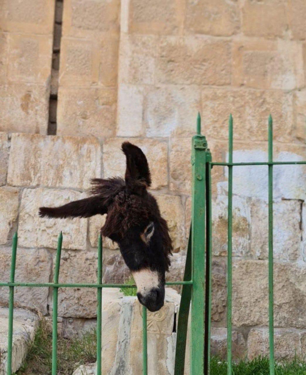 Jérusalem : les autorités de l’occupation arrêtent le gardien de la Mosquée Al-Aqsa et envahissent le cimetière de Bab Al-Rahma  