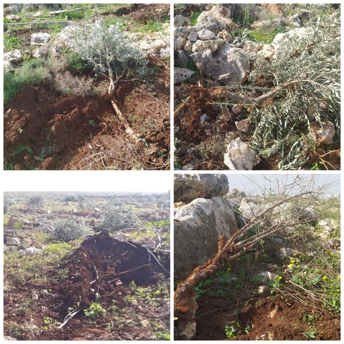 Les forces de l'occupation  intensifient leurs violations et les colons poursuivent leurs attaques à grande échelle en Cisjordanie