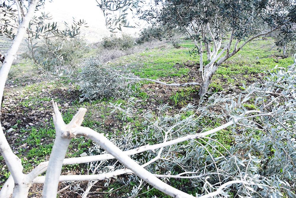 Des colons israéliens attaquent les maisons de Palestiniens à Hébron
