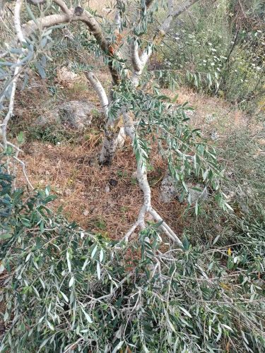 Des colons coupent  des oliviers dans le village près de Jénine