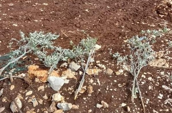 Des colons coupent 40 oliviers près de Bethléem