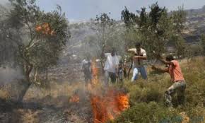 L'armée israélienne provoque l'incendie de terres dans le nord de la vallée du Jourdain